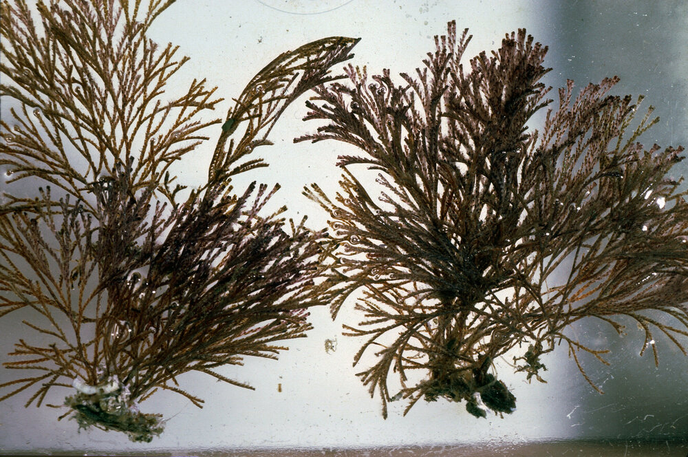 Bryozoan Bugula, Bayview, 1986