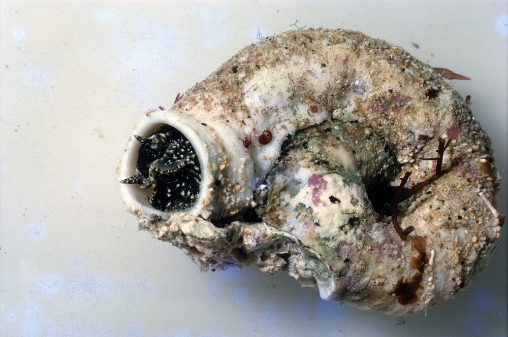 Common Vermetid, Lord Howe Island, 1964