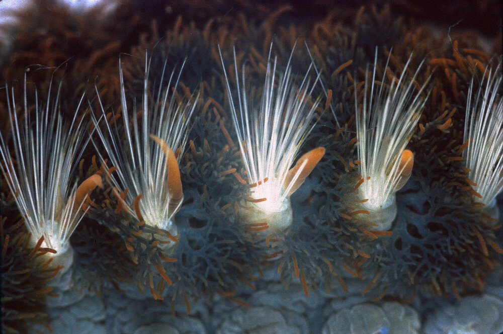 Amphinome rostrata