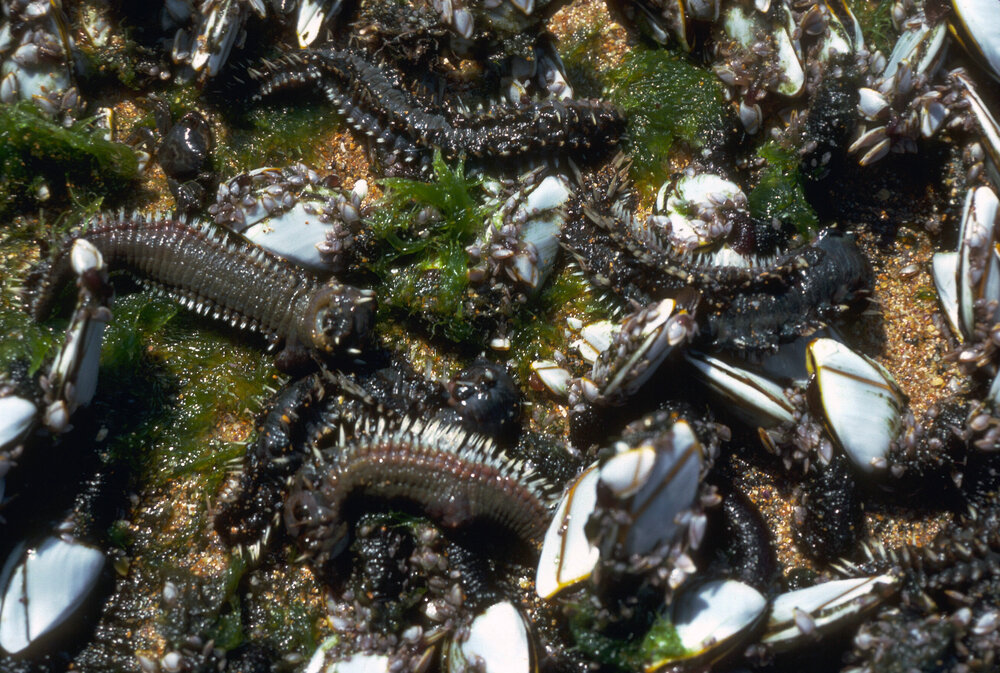 Amphinome rostrata, Newport, 1986