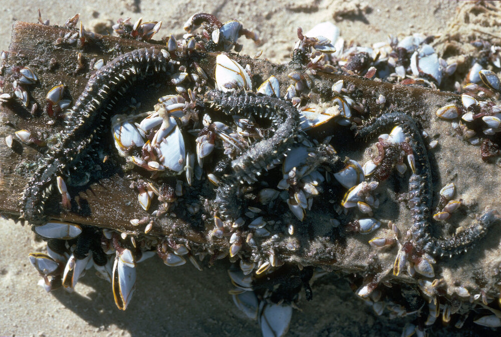 Amphinome rostrata