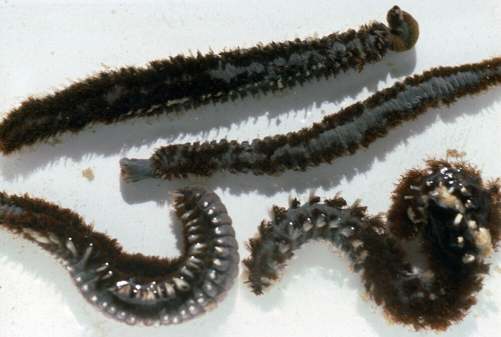 Amphinome rostrata, Wooli, 1996