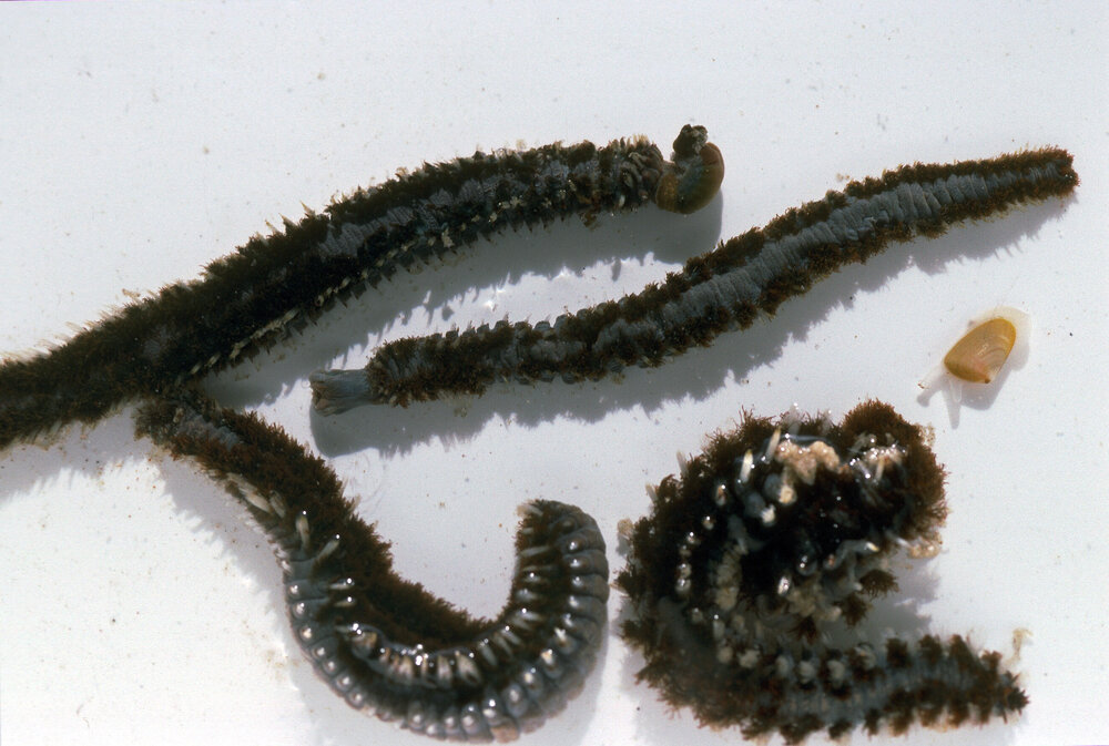 Amphinome rostrata, Wooli, 1996