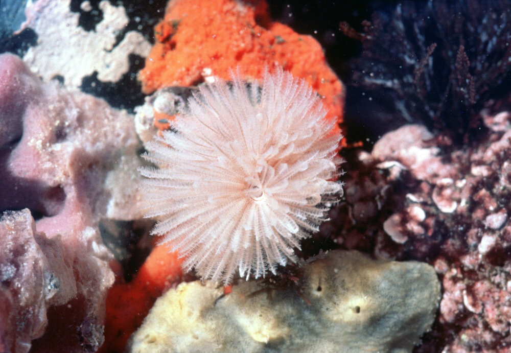 Sabellastarte indica