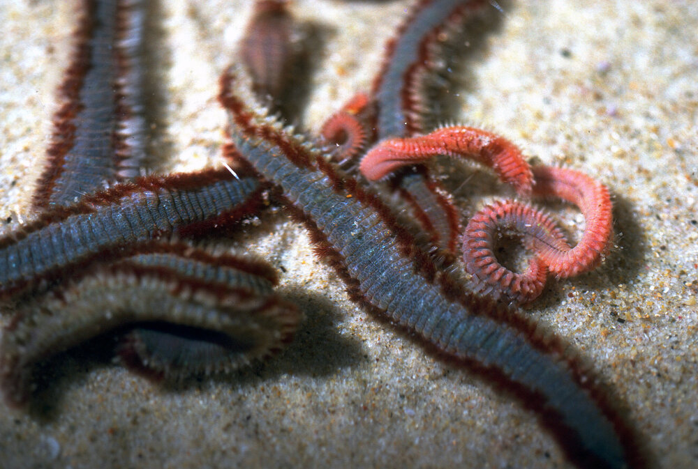 Eurythoe complanata, Wooli, 1986