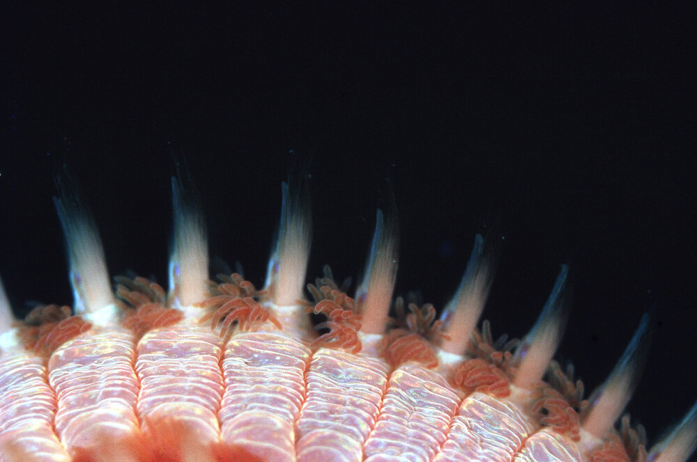 Eurythoe complanata, Collaroy