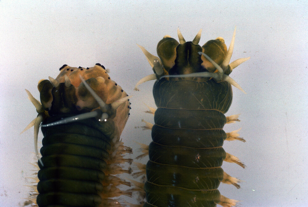 Perinereis amblyodonta, 1964