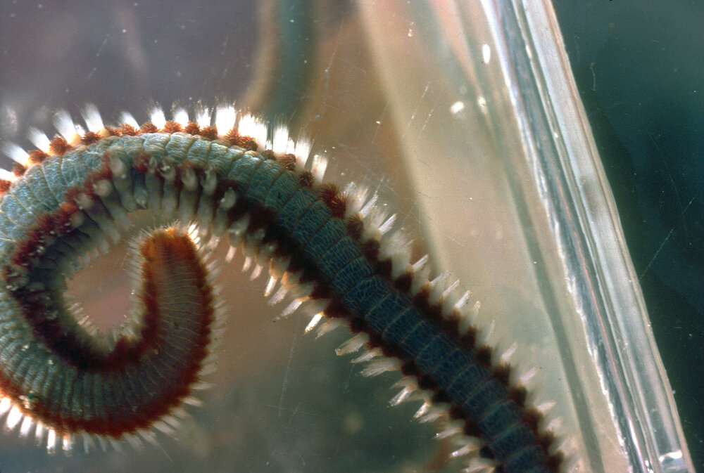 Eurythoe complanata, Wooli, 1982