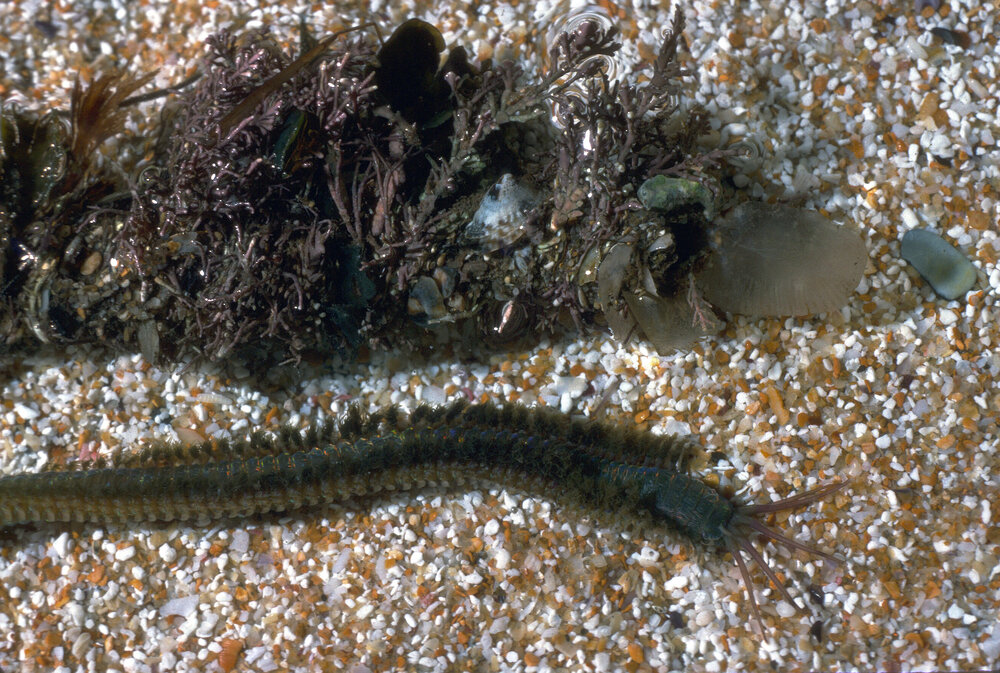 Diopatra and part of tube, Newport, 1986