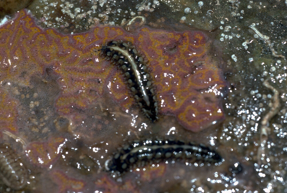 Lepidonotus melanogrammus, Collaroy, 1979