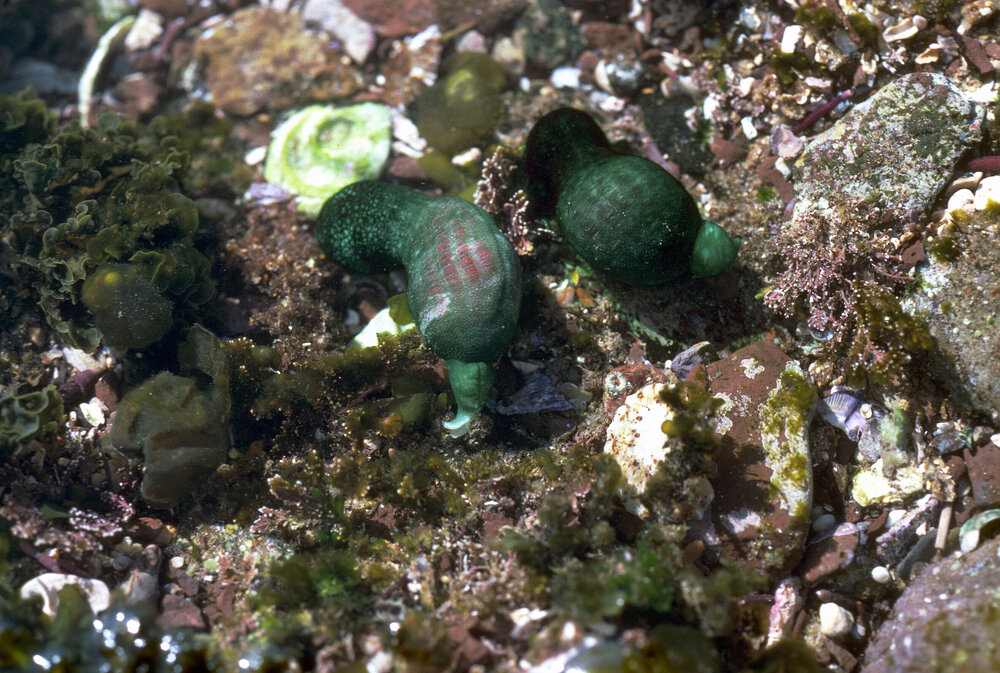 Ochetostoma myersae, Collaroy, 1986