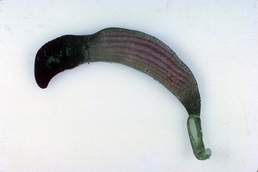 Ochetostoma myersae, Collaroy, 1964