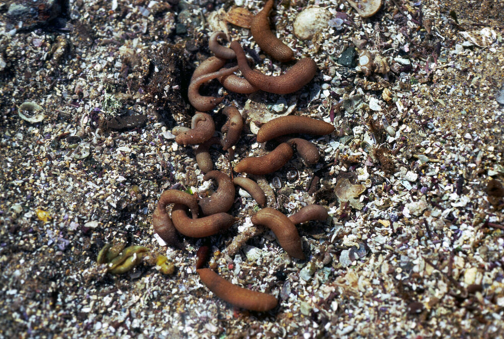Phascolosoma nodiliferum, Collaroy, 1986