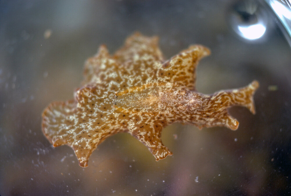 Unidentified Spotty Flatworm, Minnie Water, 1978