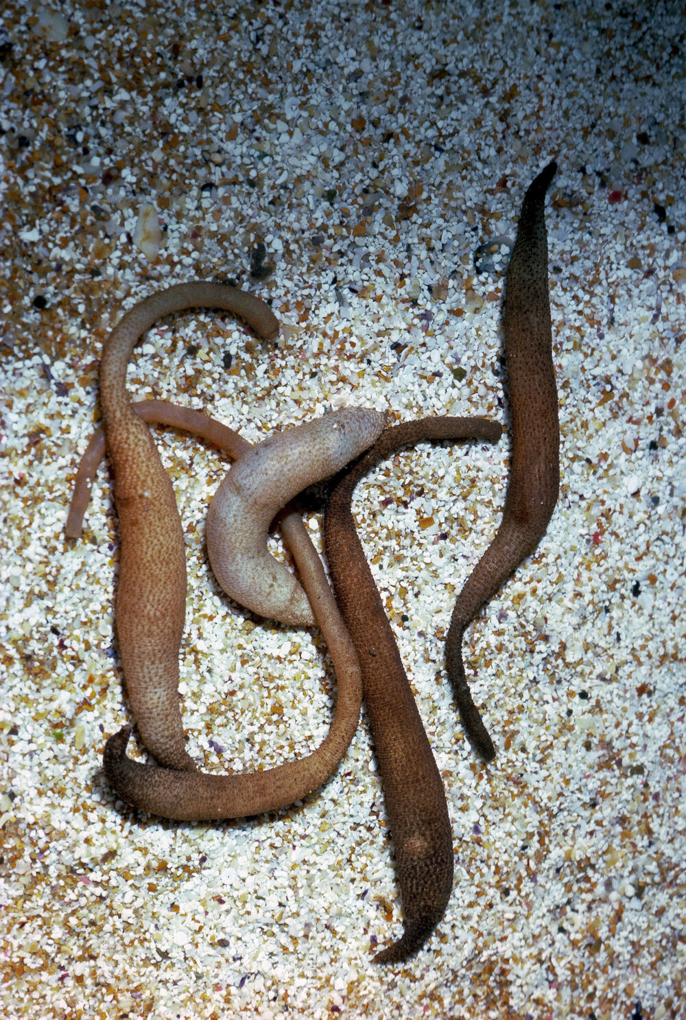 Phascolosoma nodiliferum, Newport, 1985