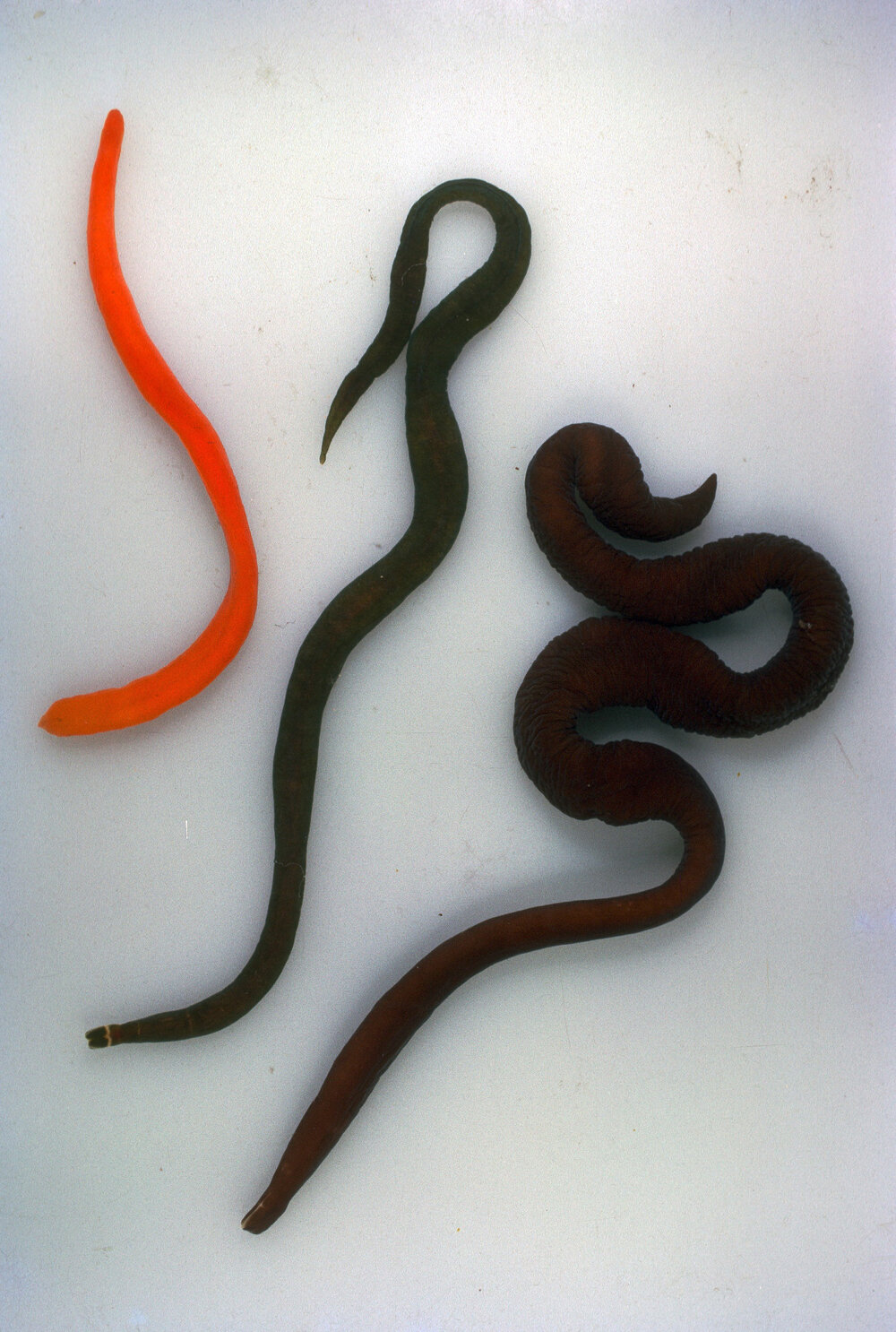 Gorgonorhynchus repens, Collaroy, 1965
