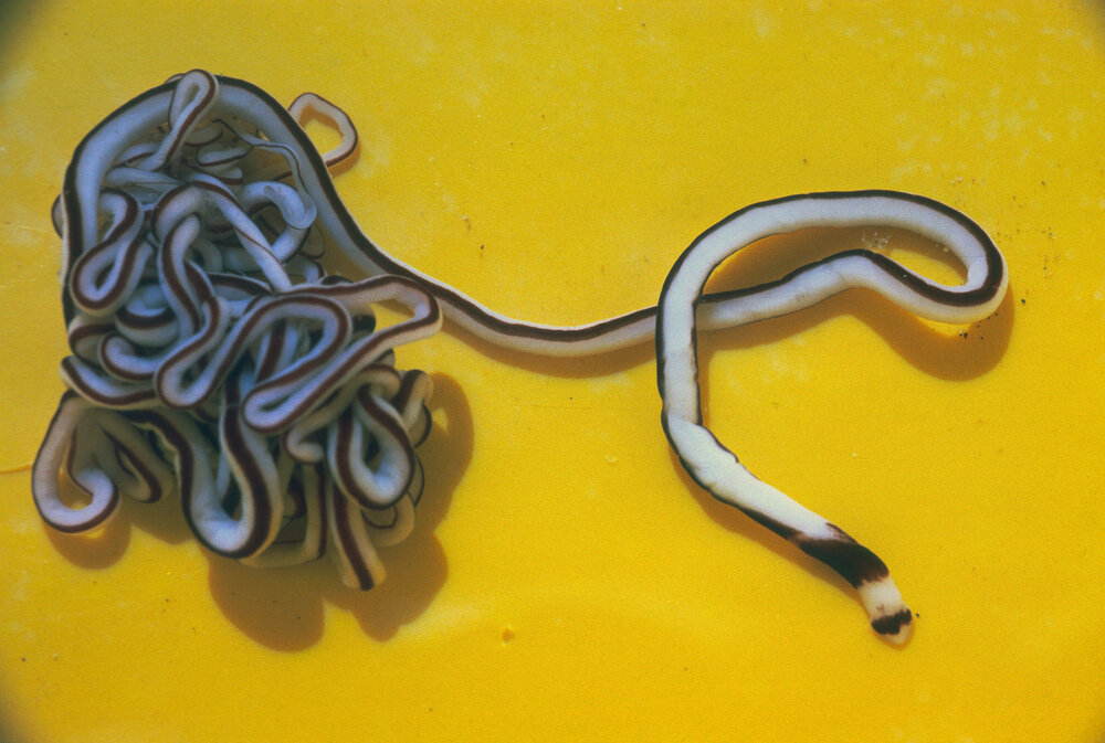 Baseodiscus hemprichii, Minnie Water, 1978