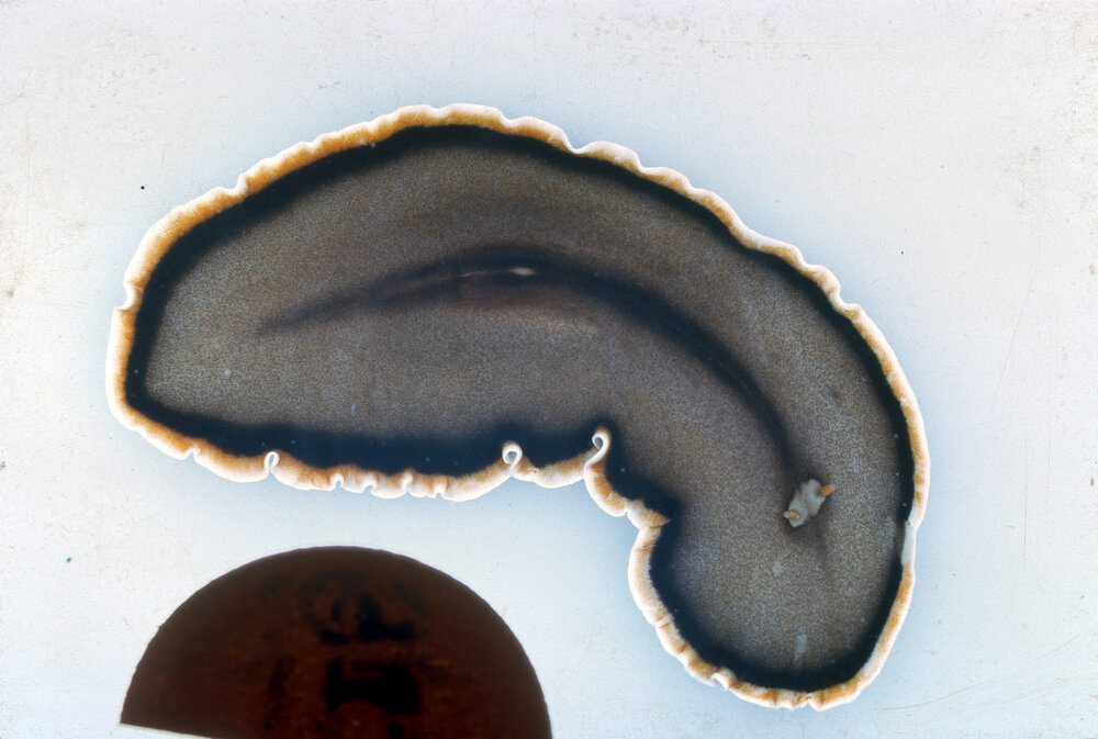 Callioplana marginata, Japan, 1965