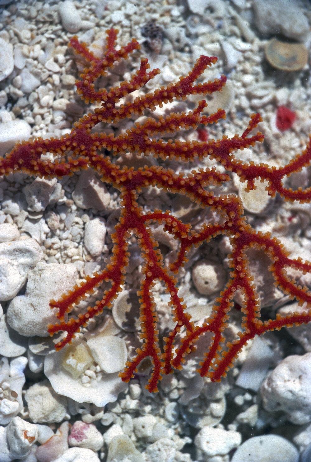 Gorgonian Mopsella, Heron Island