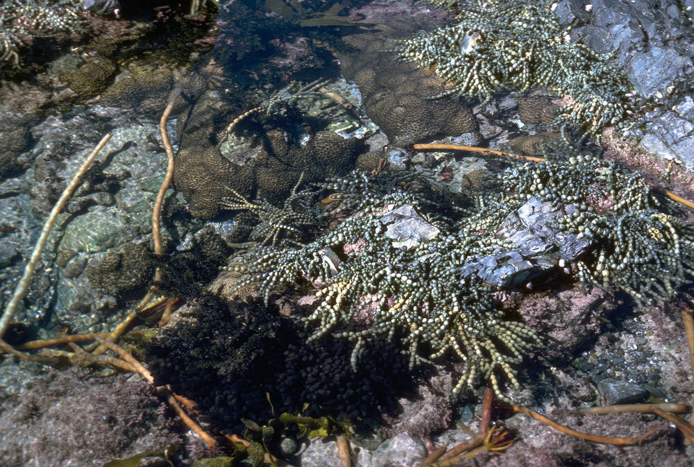 Alcyonarian, Wooli, 1979