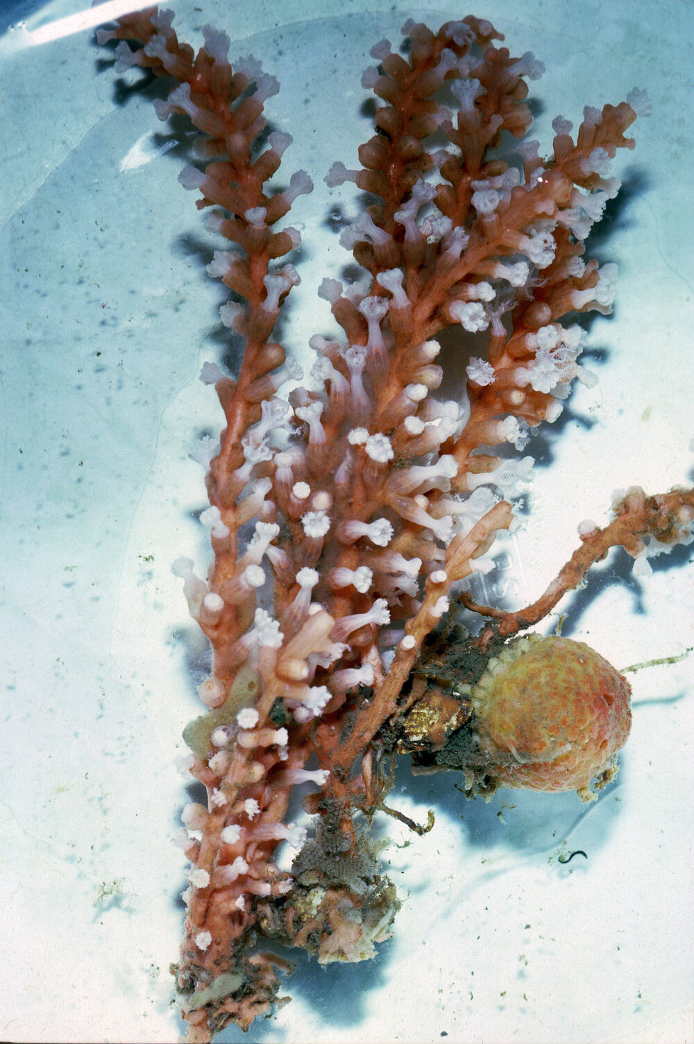 Carijoa smithi, Mosman, 1986