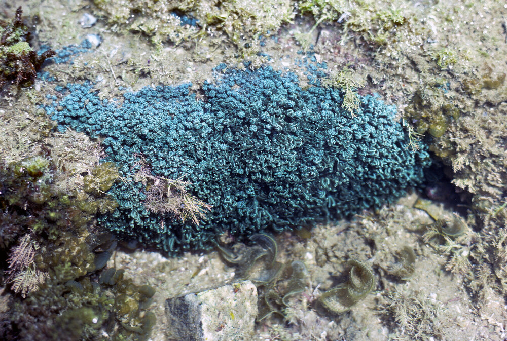 Unknown Species of Soft Blue Coral, Minnie Water, 1978