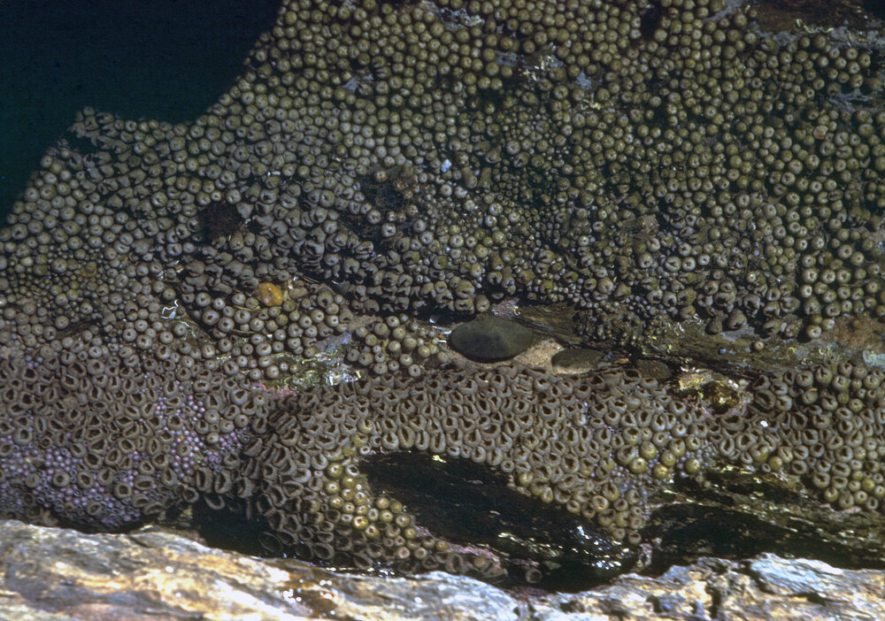 Zoanthus robustus, Nambucca Heads