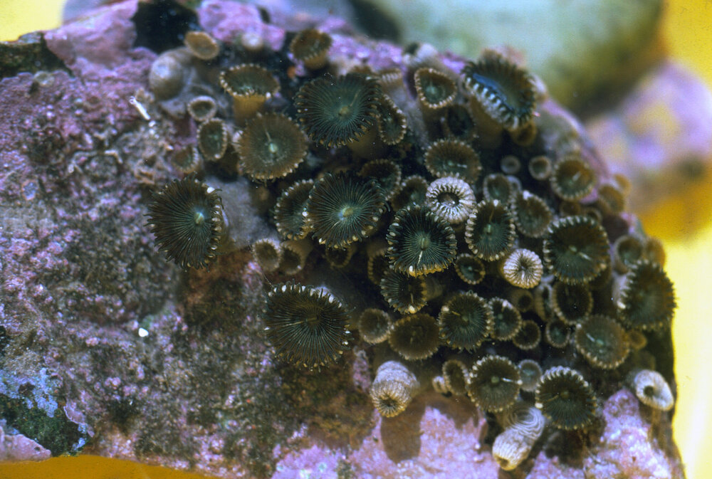 Zoanthus robustus, Arrawarra, 1978