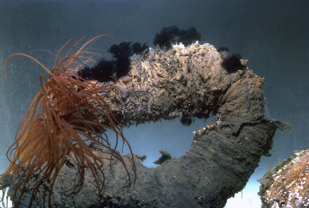 Cerianthus burrowing anemone, 1965