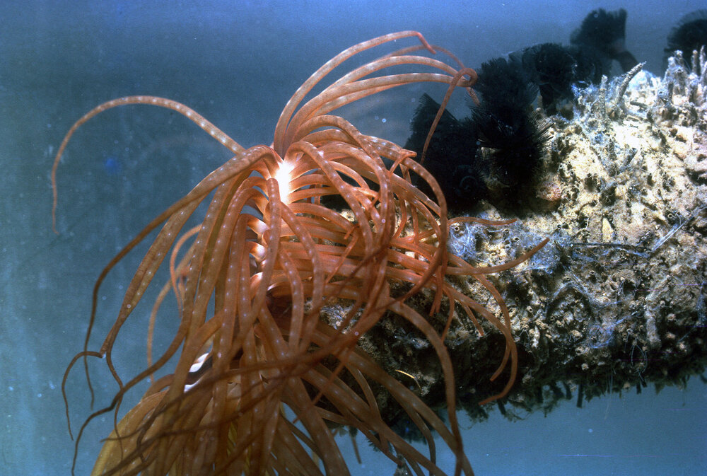 Cerianthus with Phoronis australis, Fairlight, 1962