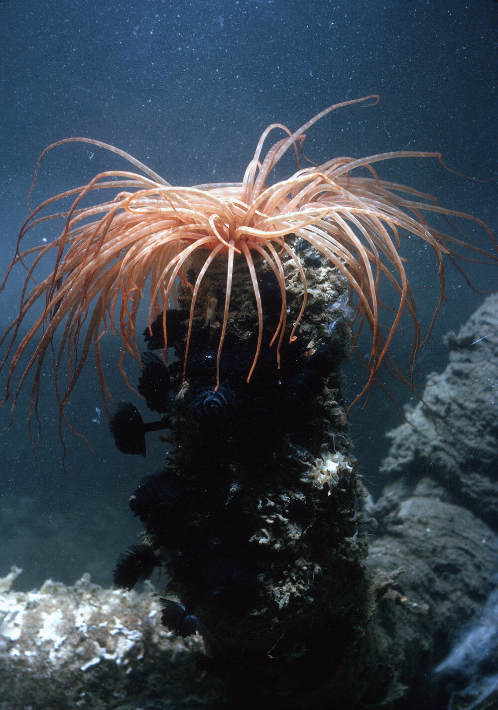 Cerianthus (paracerianthus), Fairlight, 1965