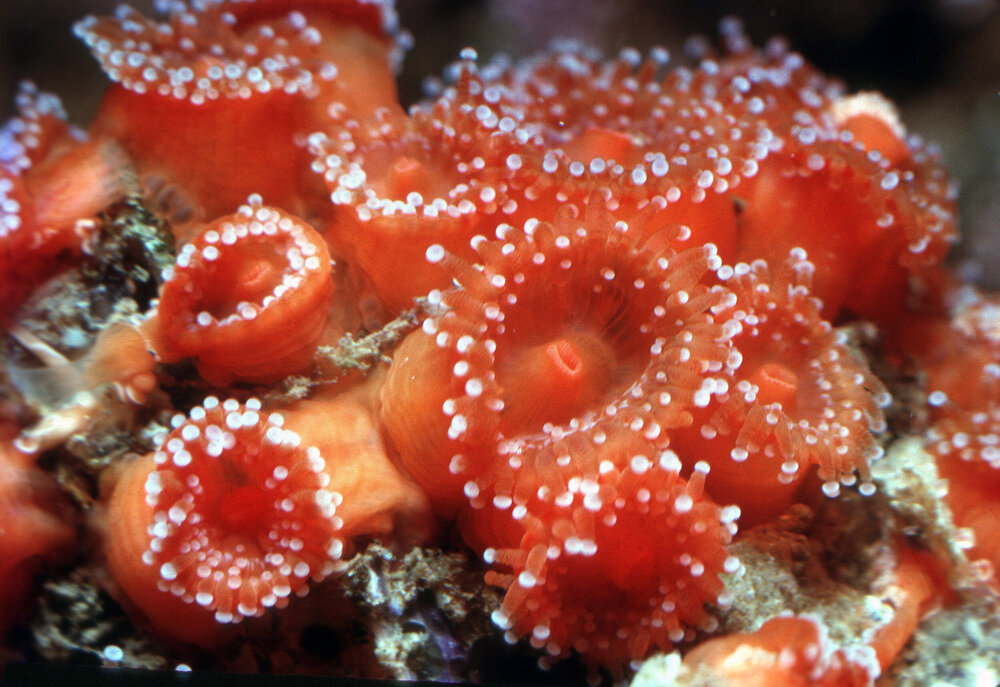 Corynactis australis, Freshwater, 1964