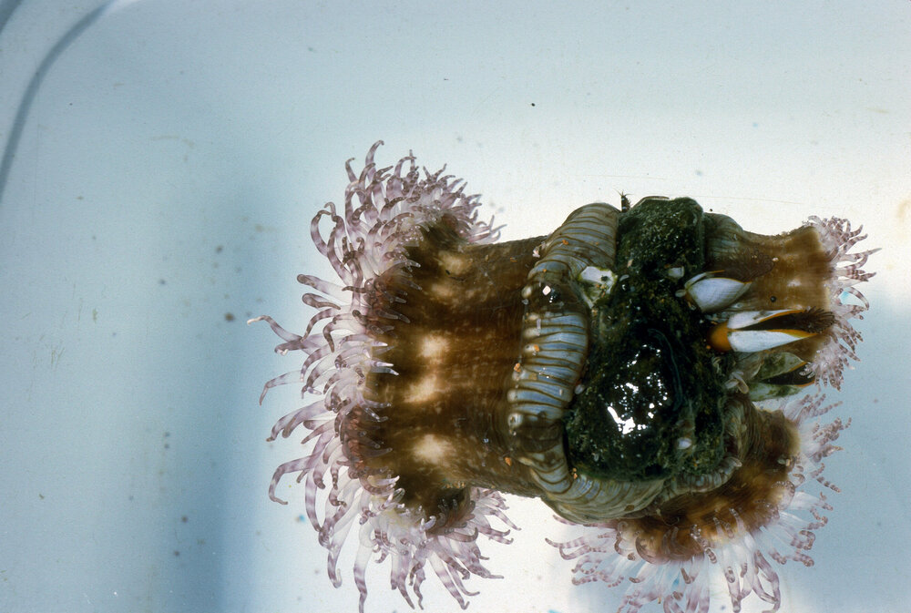 Calliactis polypus, Newport, 1986