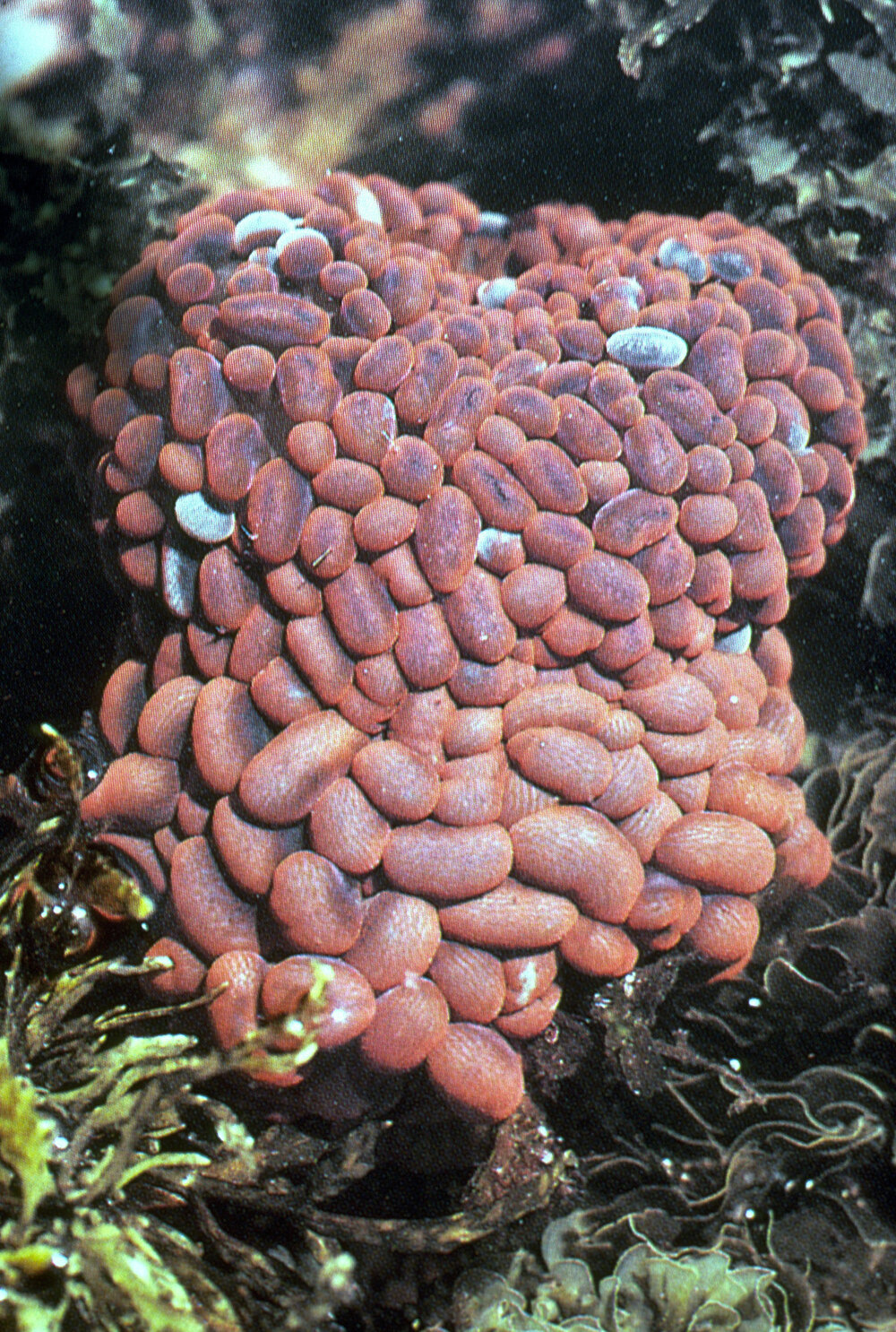 Phlyctenactis tuberculosa