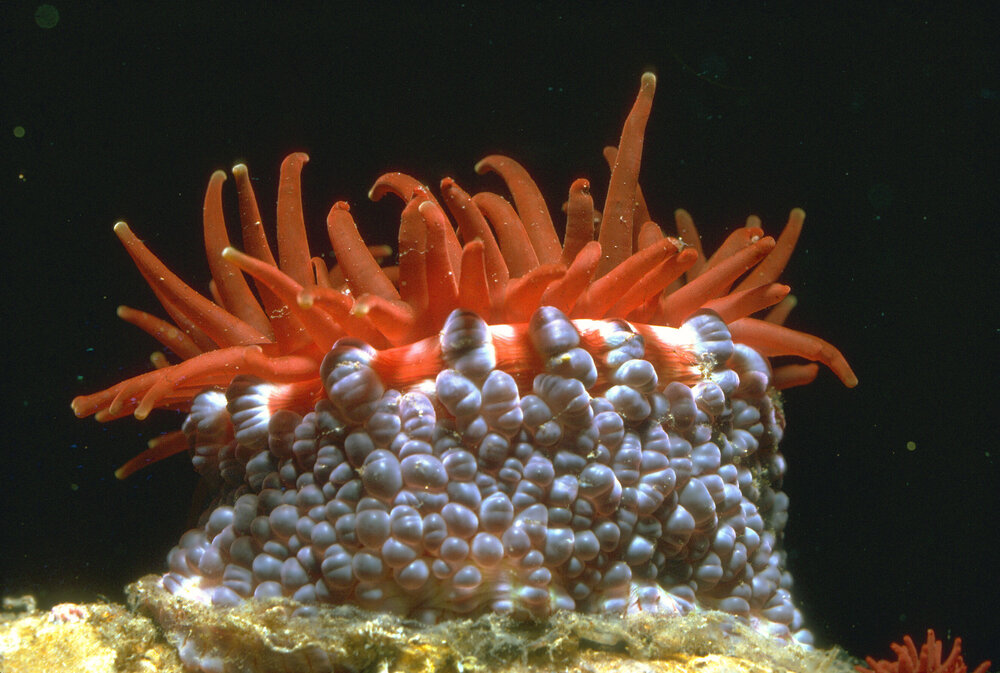 Phlyctenanthus australis