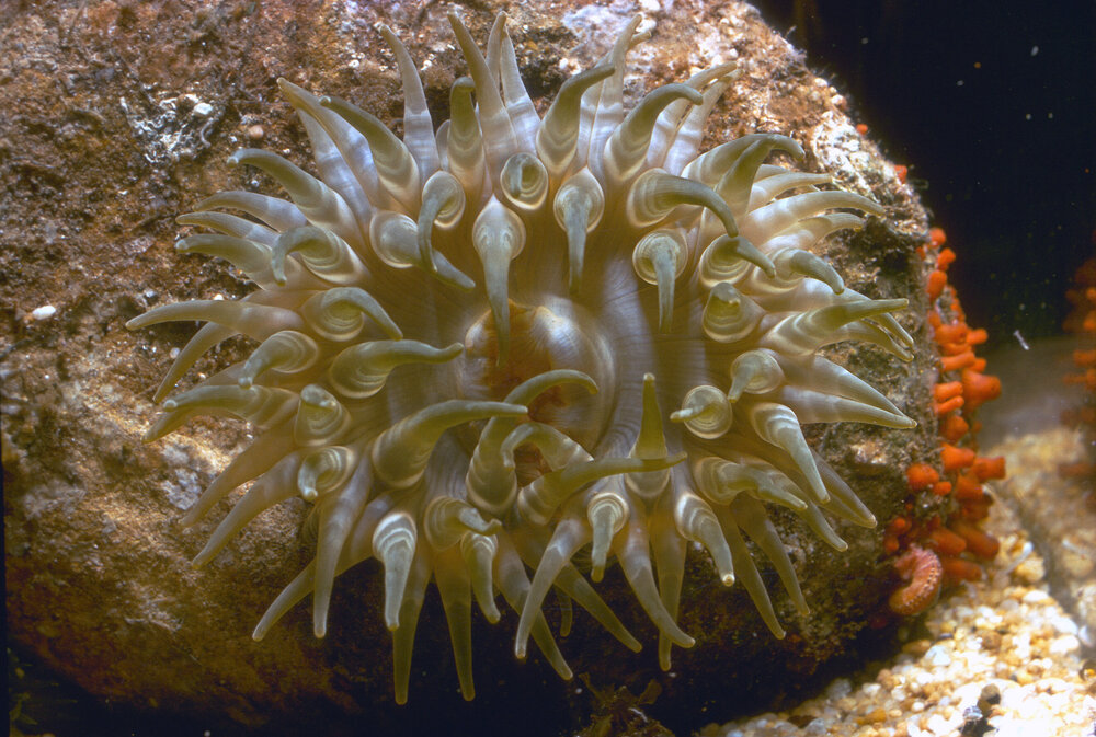 Phlyctenanthus australis, Cape Banks, 1964
