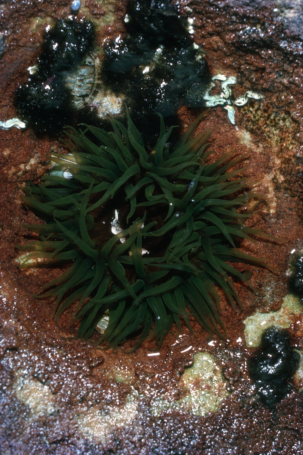 Cnidopus verater, Cape Banks