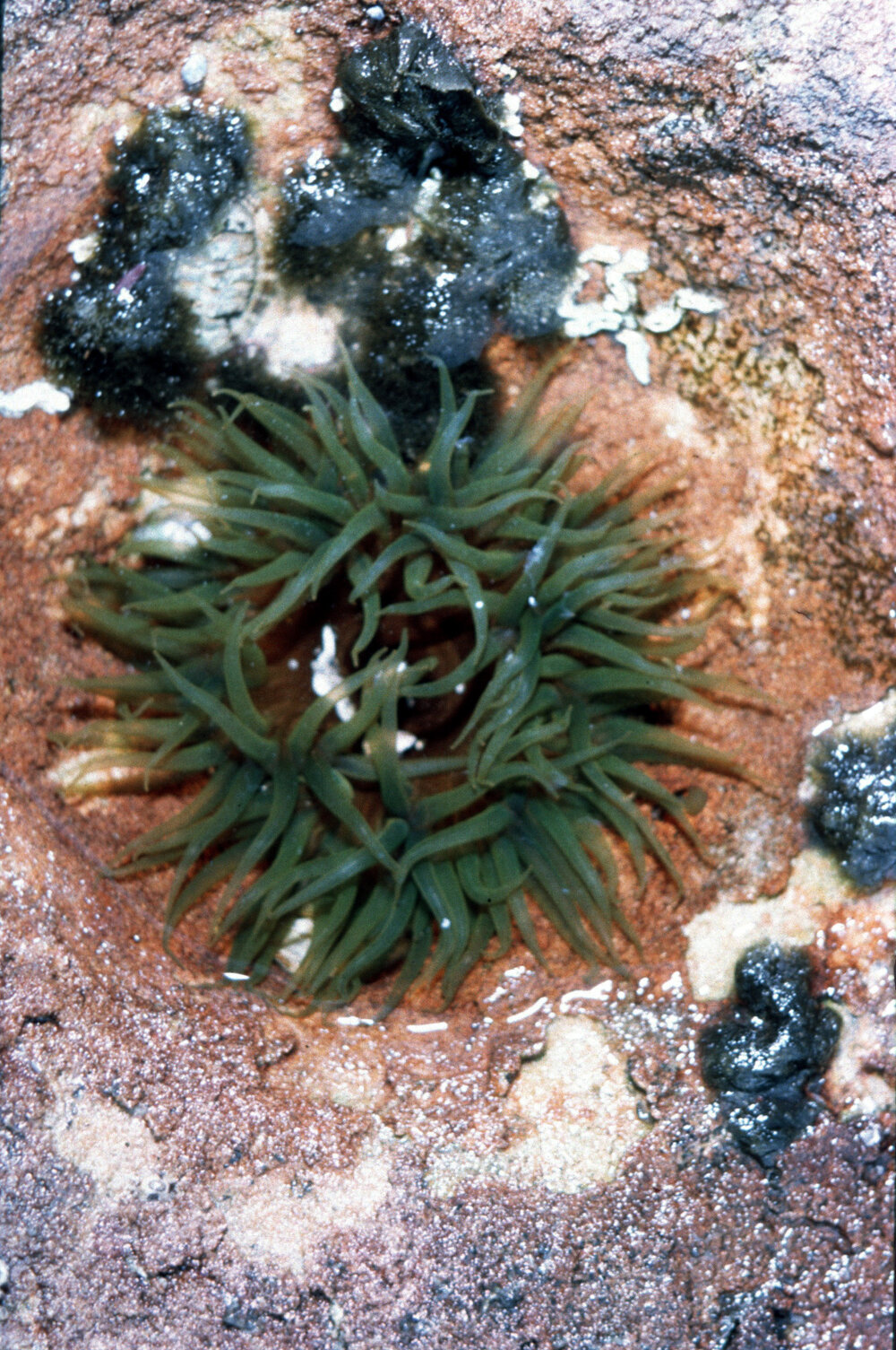 Cnidopus verater, Cape Banks