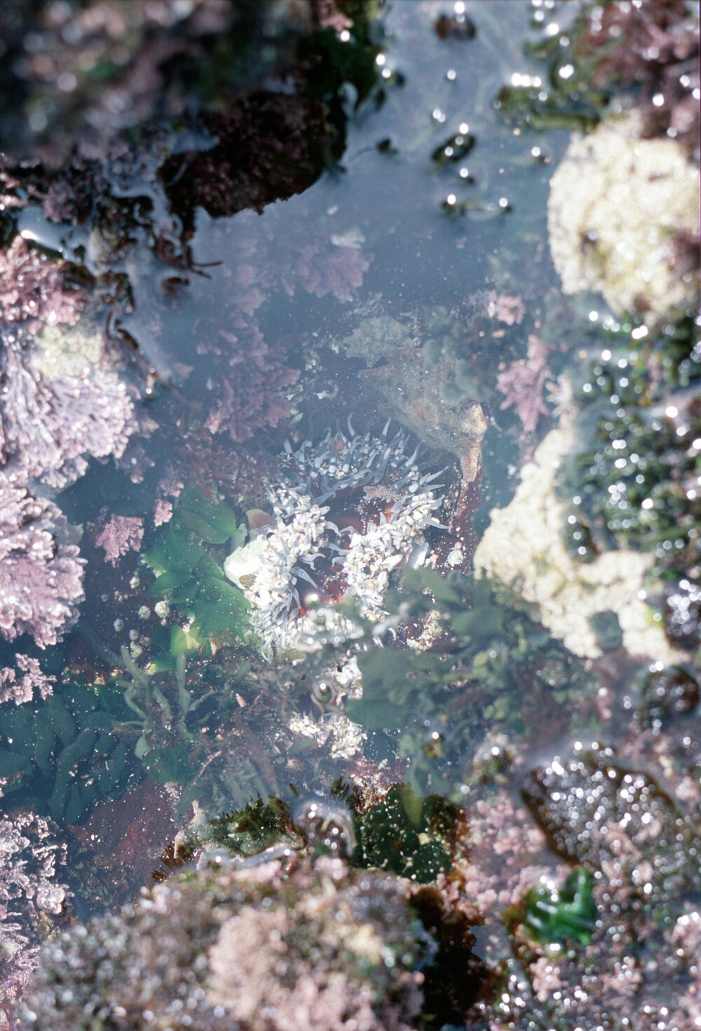 Oulactis muscosa, Ulladulla