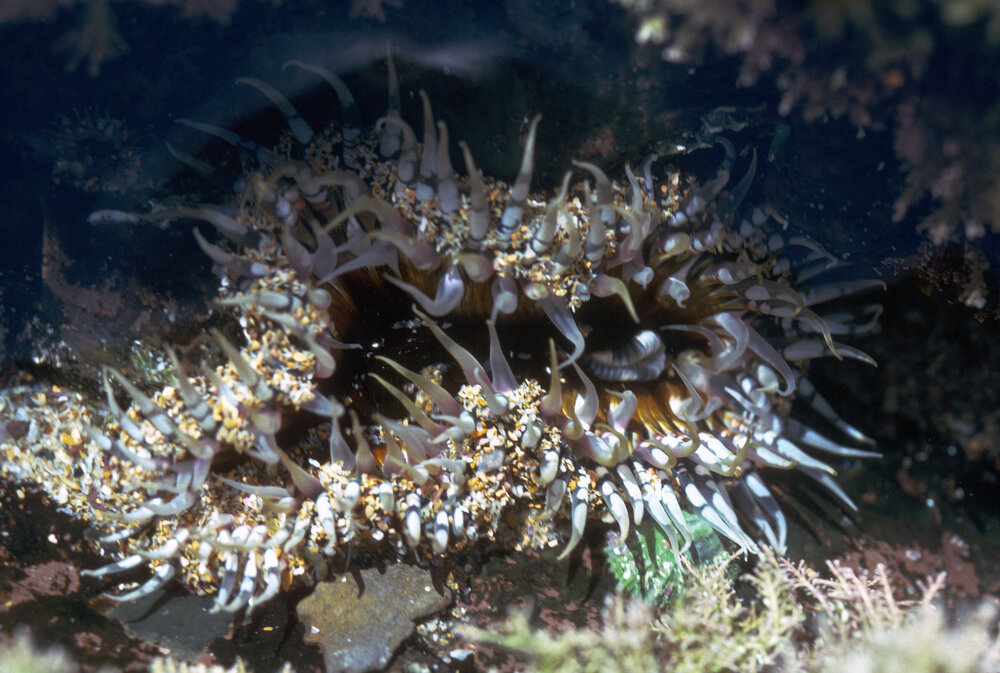 Oulactis muscosa, Mona Vale, 1986