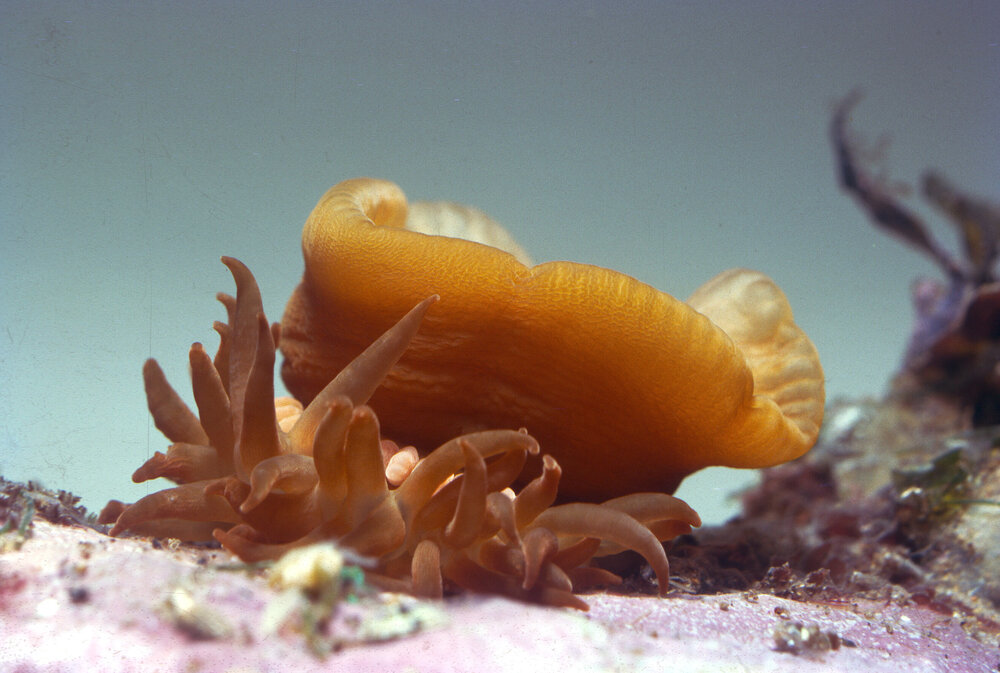 Actinia australis, Collaroy, 1965