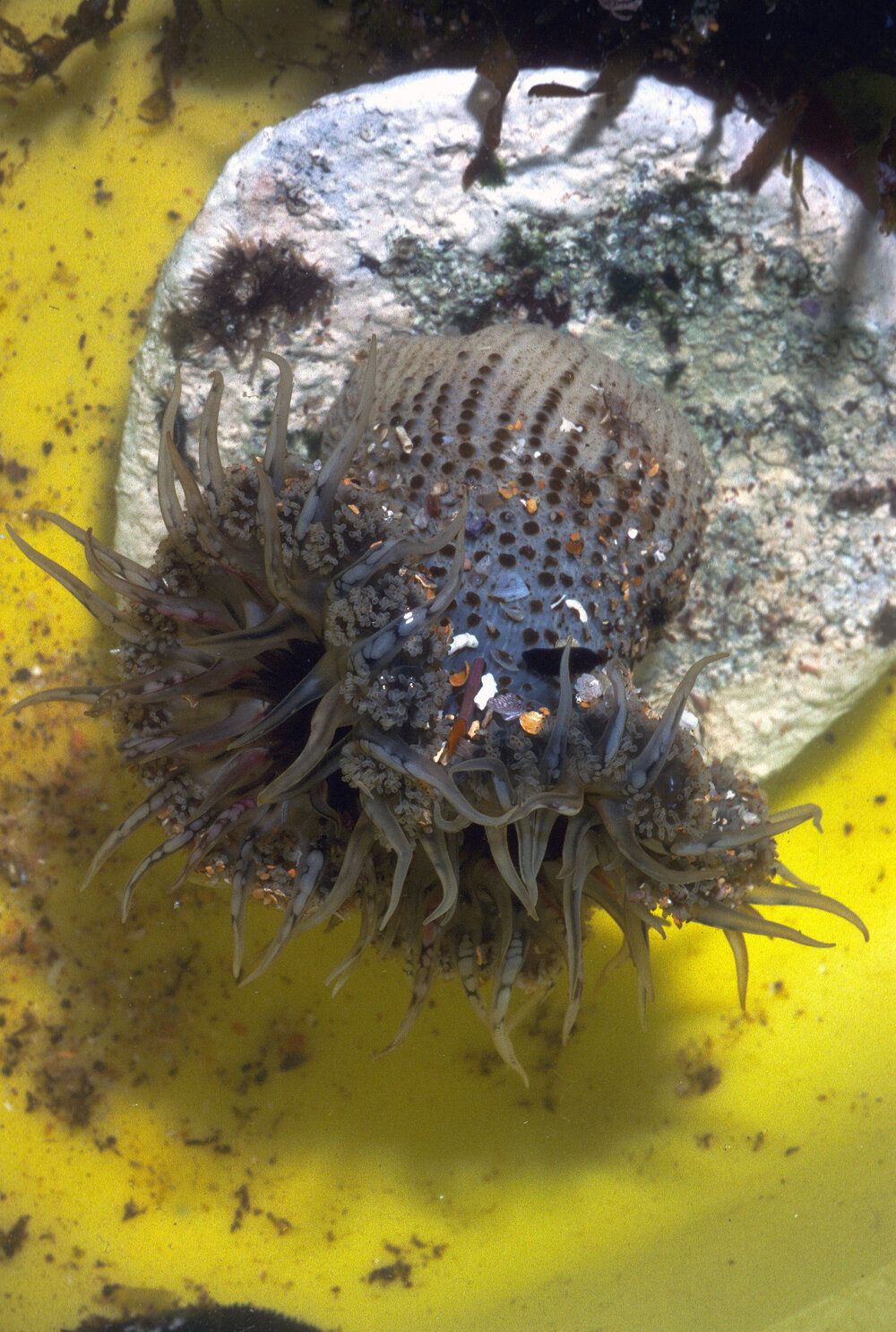 Oulactis muscosa, Mona Vale, 1986