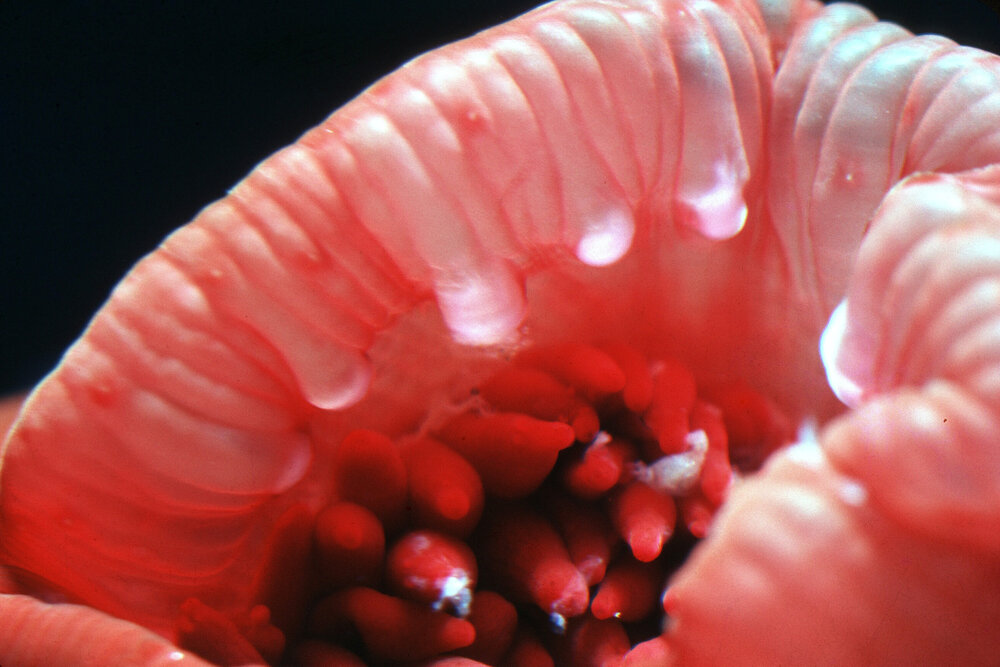 Actinia tenebrosa