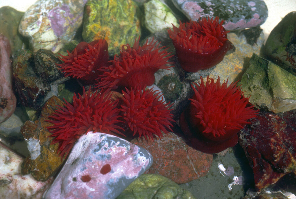 Actinia tenebrosa, Collaroy, 1979