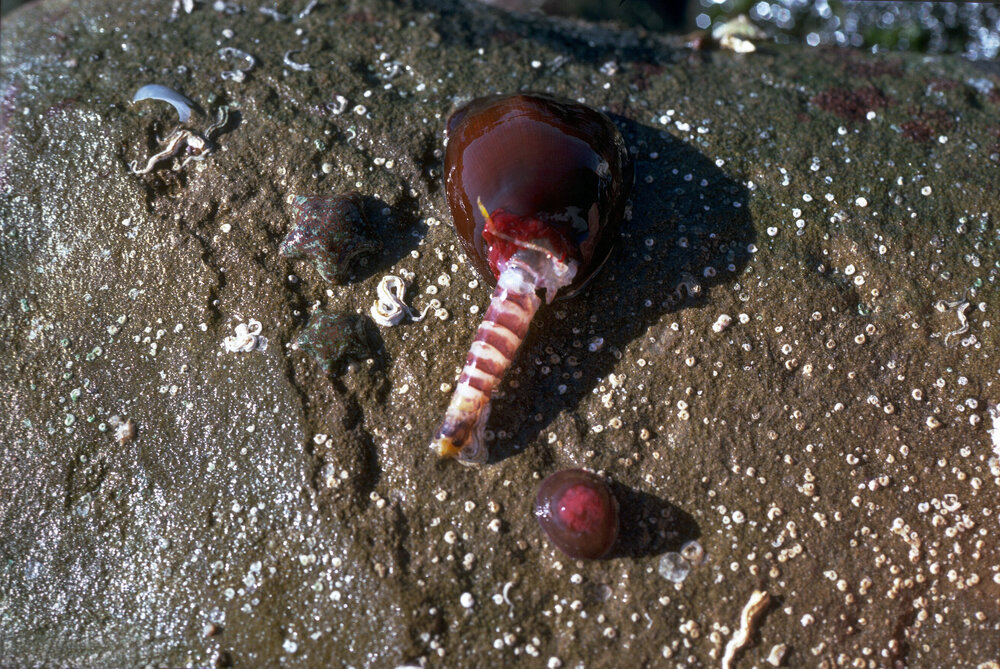 Actinia tenebrosa with Alpheidae, 1986