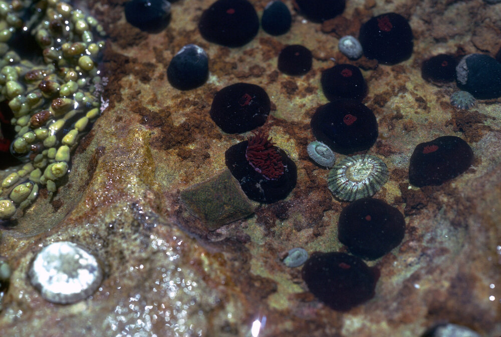 Actinia tenebrosa, Cape Banks