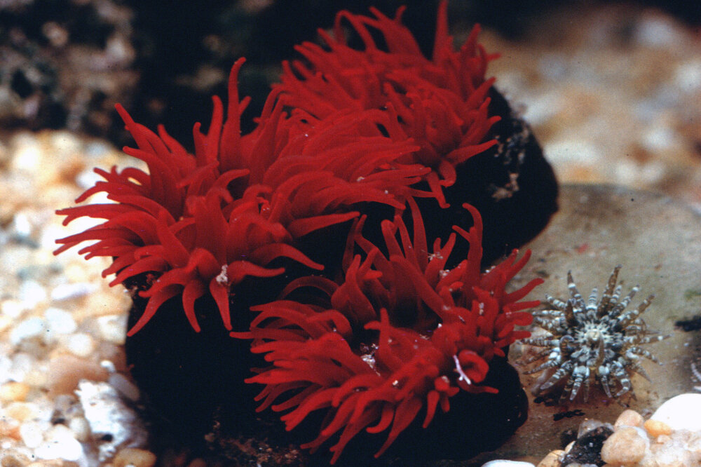 Actinia tenebrosa