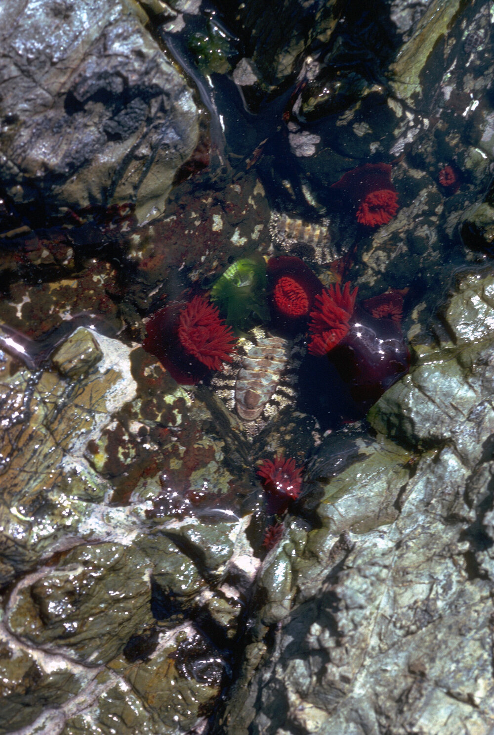 Actinia tenebrosa, Wooli, 1979