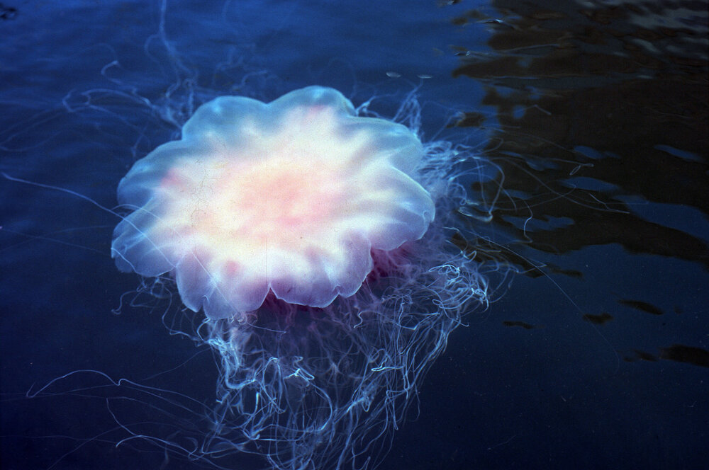 Cyanea capillata, Akuna Bay, 1986