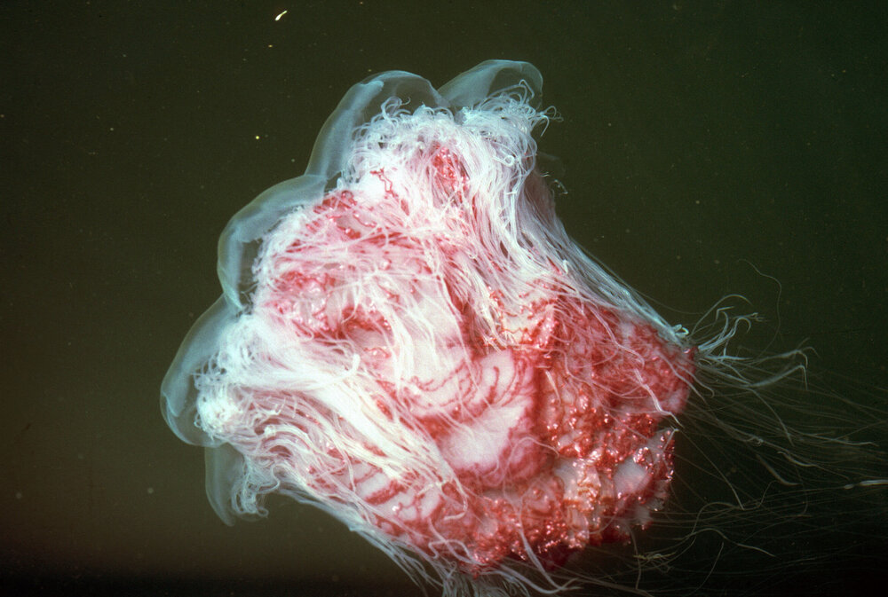 Cyanea capillata, Hawkesbury River, 1986